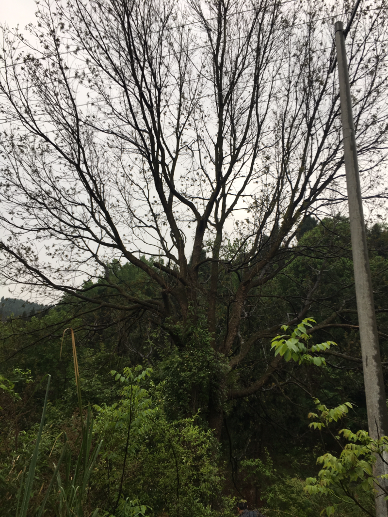 出售15-80的黄莲木，高度6-14米冠幅4-7米，分枝