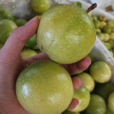 现货百香果纯甜果地直采发货