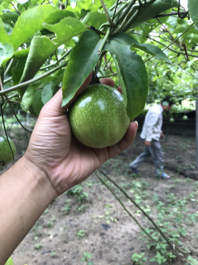 现货百香果纯甜果地直采发货