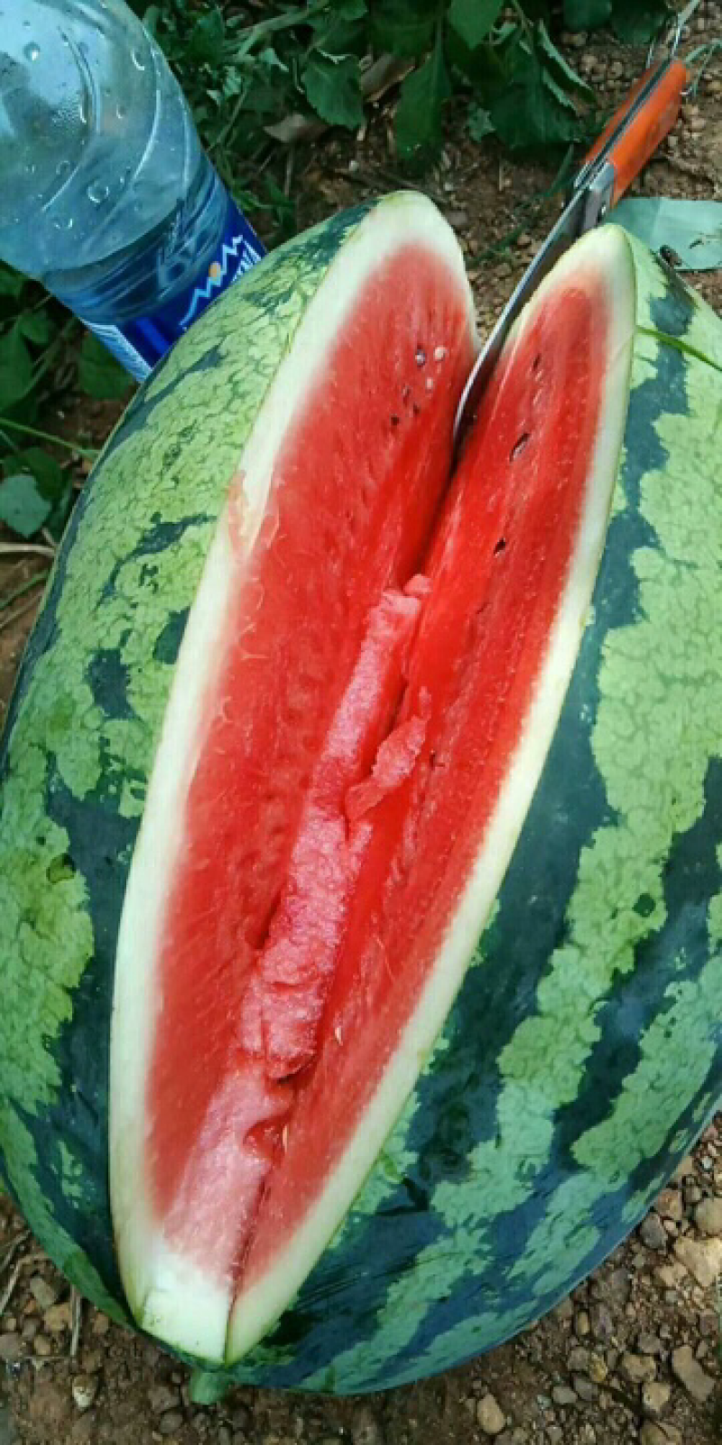 甜王西瓜