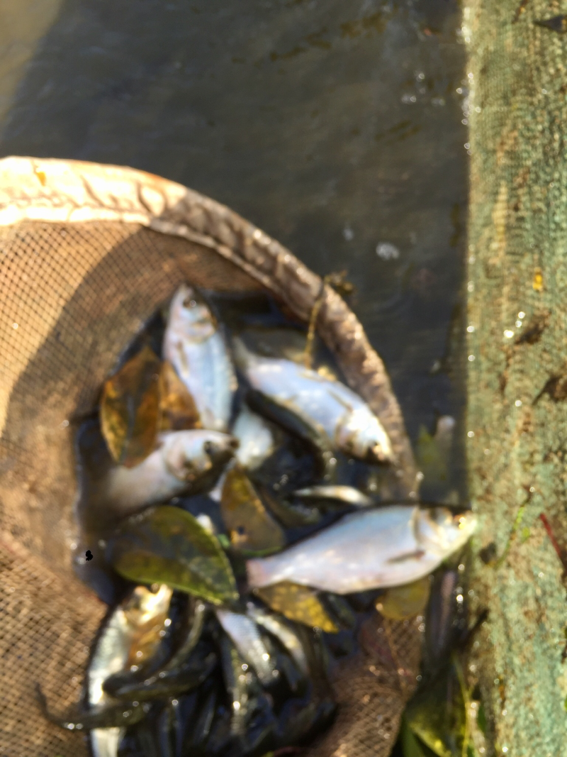 鱼苗：草鱼，鲤鱼，花鲢，白鲢，青鱼，大口鲢，罗非鱼，黄鳝
