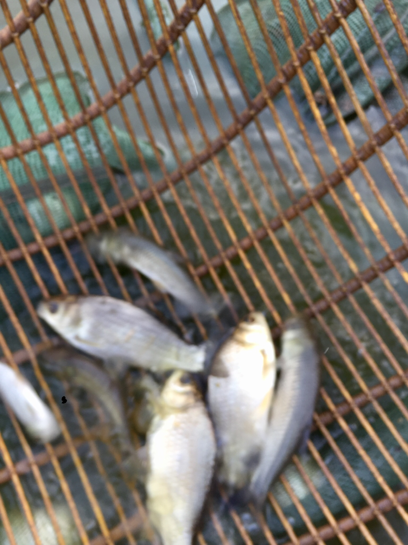 鱼苗：草鱼，鲤鱼，花鲢，白鲢，青鱼，大口鲢，罗非鱼，黄鳝