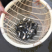 鱼苗：草鱼，鲤鱼，花鲢，白鲢，青鱼，大口鲢，罗非鱼，黄鳝