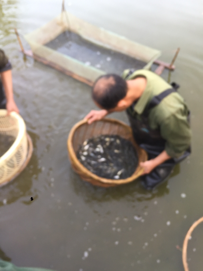 鱼苗：草鱼，鲤鱼，花鲢，白鲢，青鱼，大口鲢，罗非鱼，黄鳝