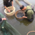 鱼苗：草鱼，鲤鱼，花鲢，白鲢，青鱼，大口鲢，罗非鱼，黄鳝