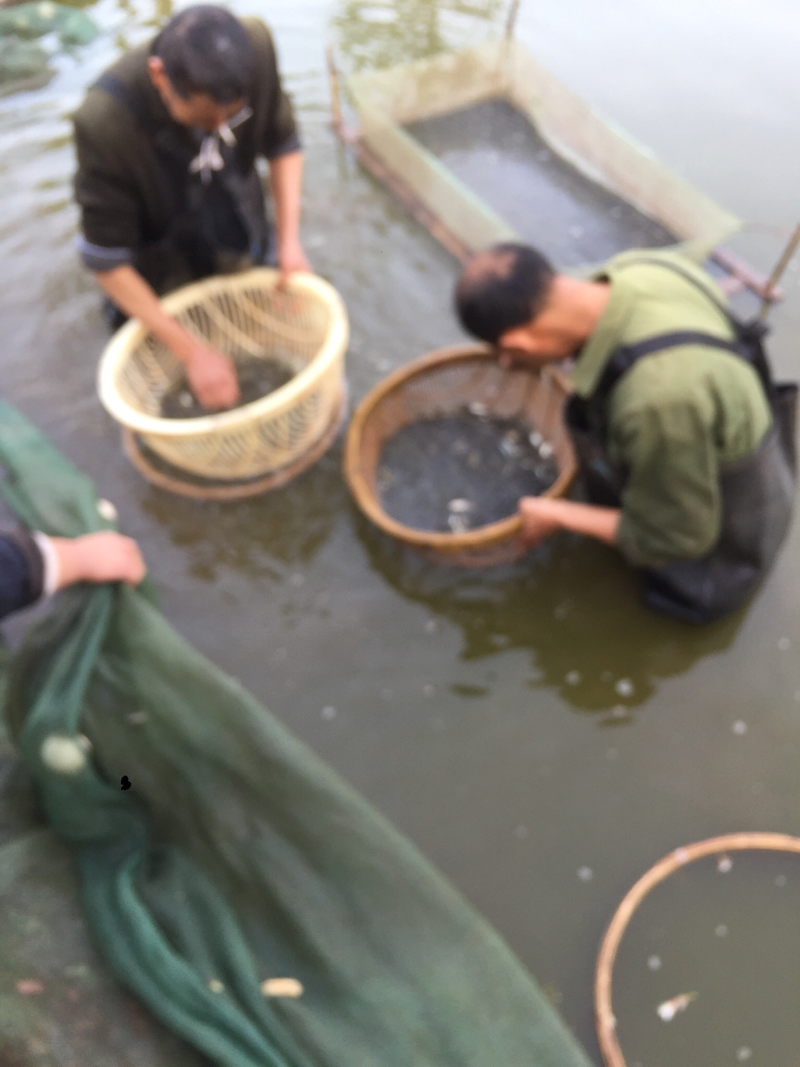 鱼苗：草鱼，鲤鱼，花鲢，白鲢，青鱼，大口鲢，罗非鱼，黄鳝