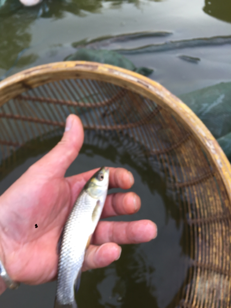 鱼苗：草鱼，鲤鱼，花鲢，白鲢，青鱼，大口鲢，罗非鱼，黄鳝