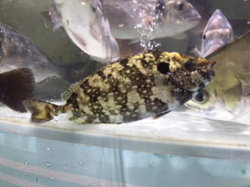 泥猛鱼