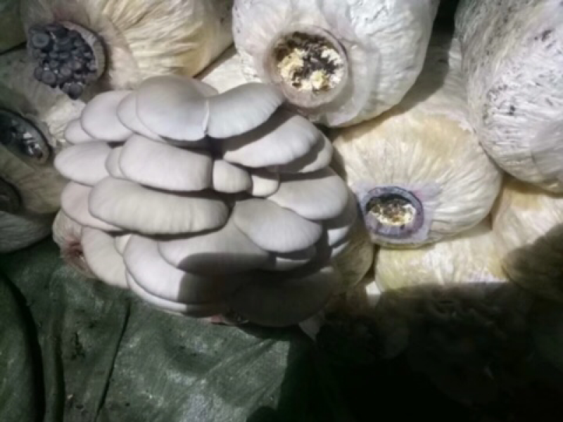 新鲜平菇出售，大量供货，产量30吨