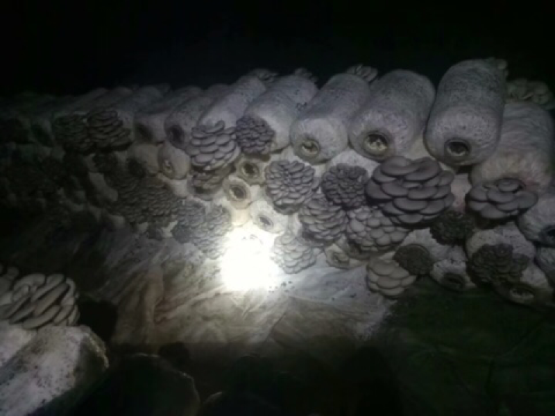 新鲜平菇出售，大量供货，产量30吨