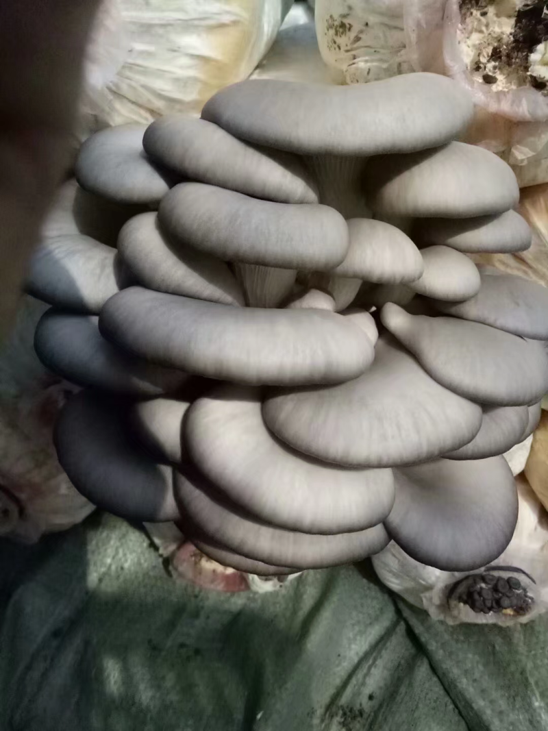 新鲜平菇出售，大量供货，产量30吨