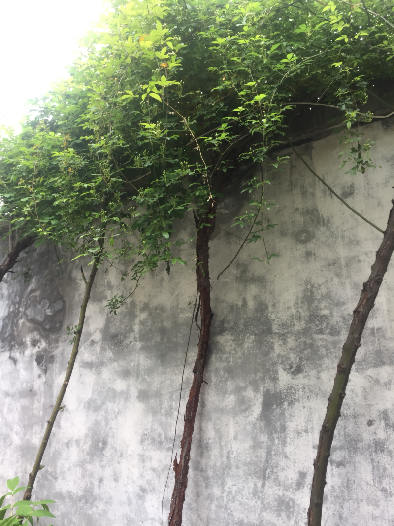 绿化苗木红牡丹海棠樱花万里香水杉银杏合欢…