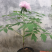 绿化苗木红牡丹海棠樱花万里香水杉银杏合欢…