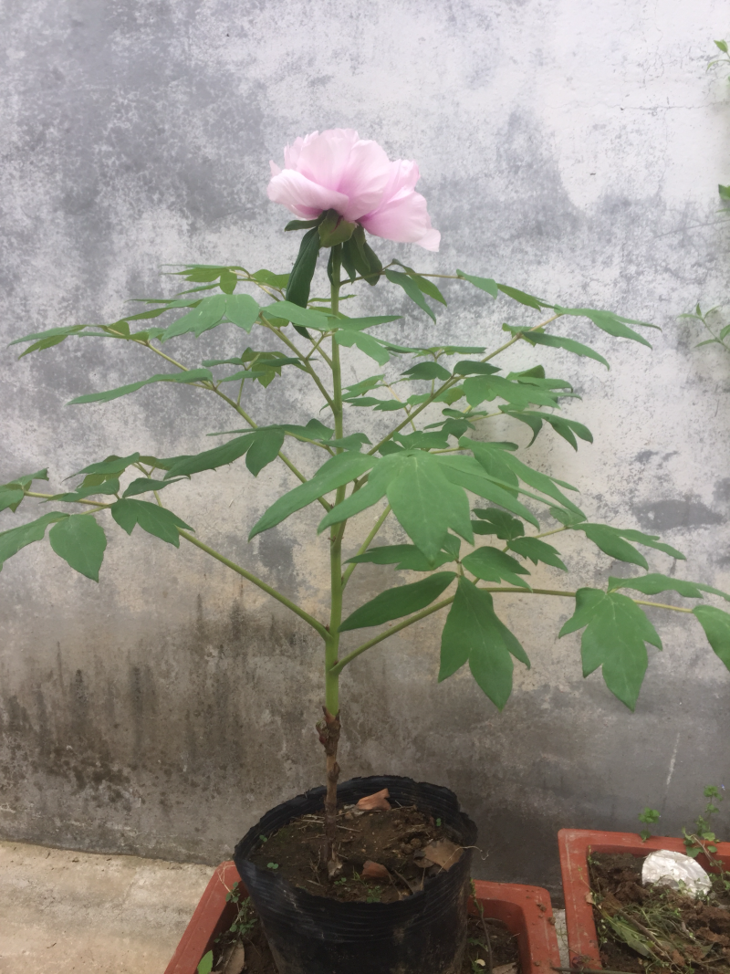 绿化苗木红牡丹海棠樱花万里香水杉银杏合欢…