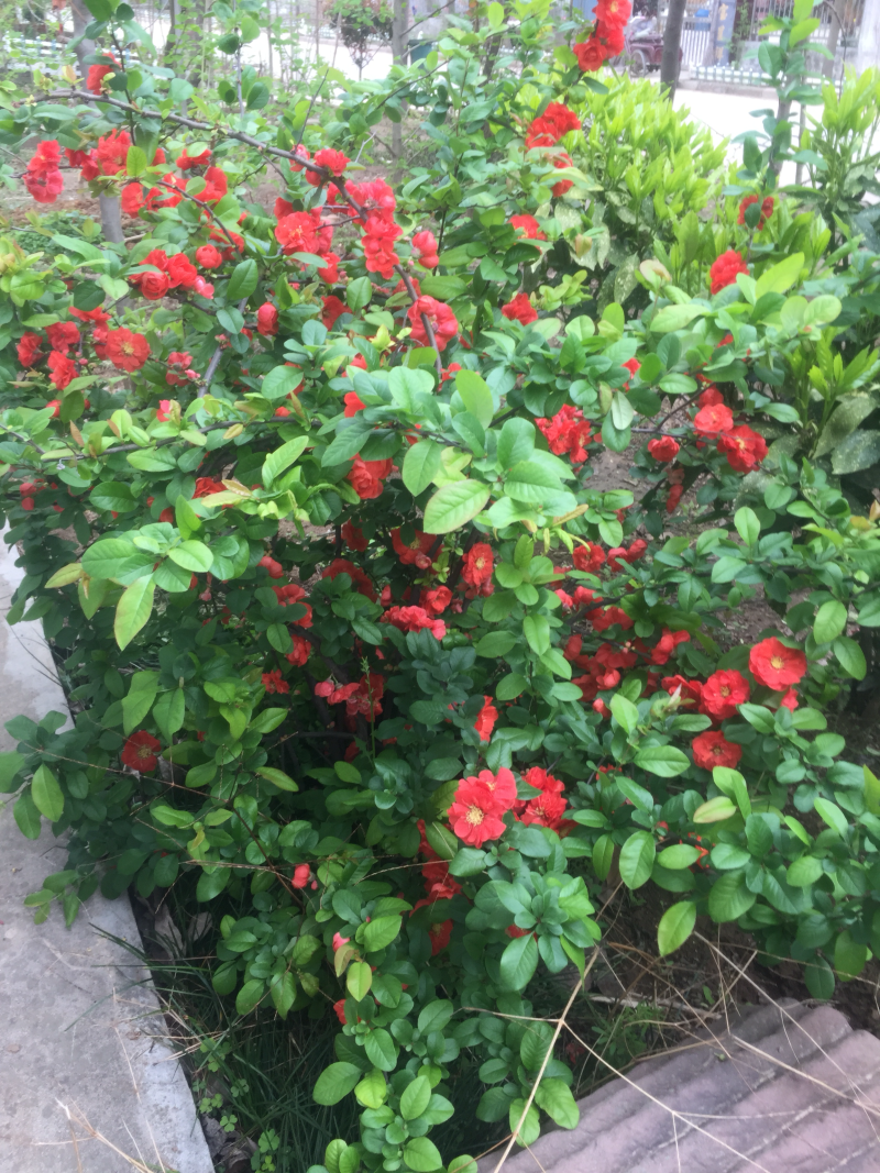 绿化苗木红牡丹海棠樱花万里香水杉银杏合欢…