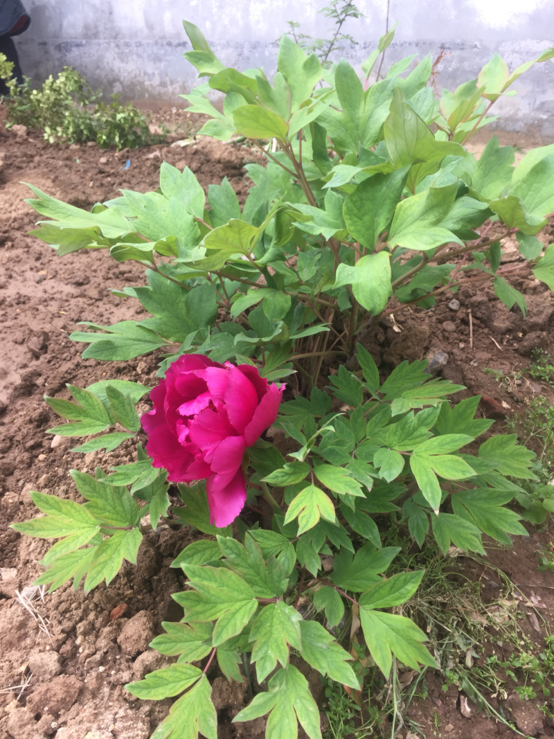 绿化苗木红牡丹海棠樱花万里香水杉银杏合欢…