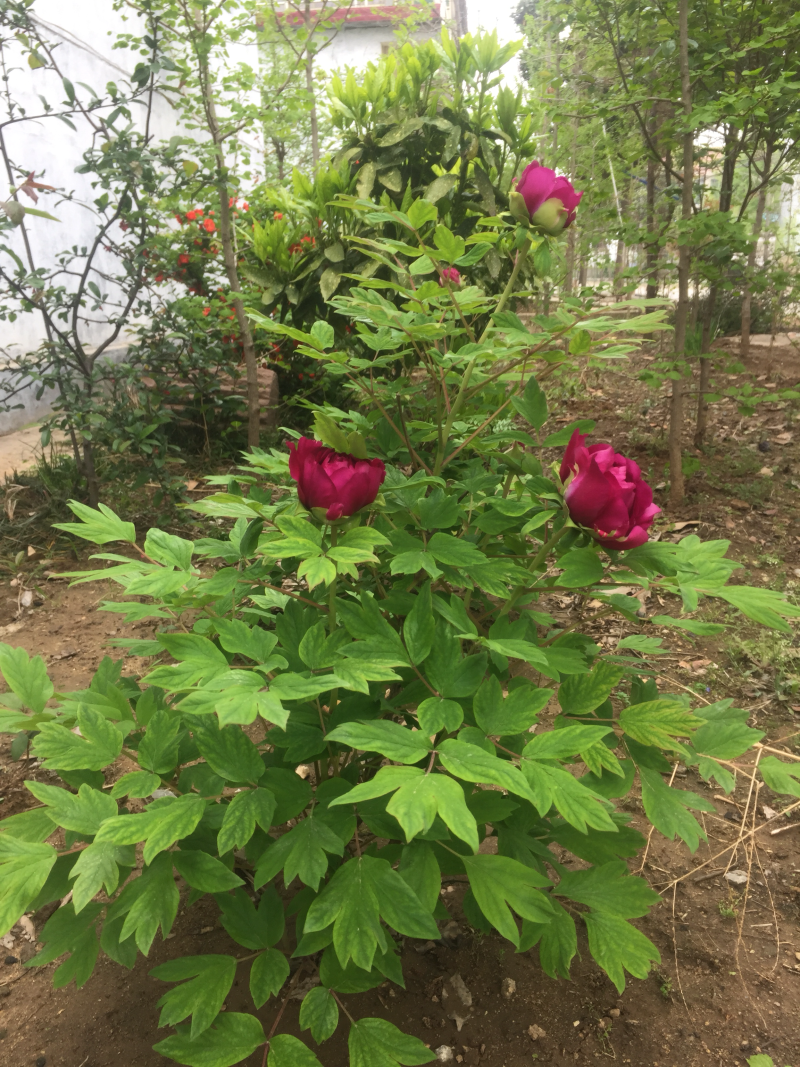 绿化苗木红牡丹海棠樱花万里香水杉银杏合欢…