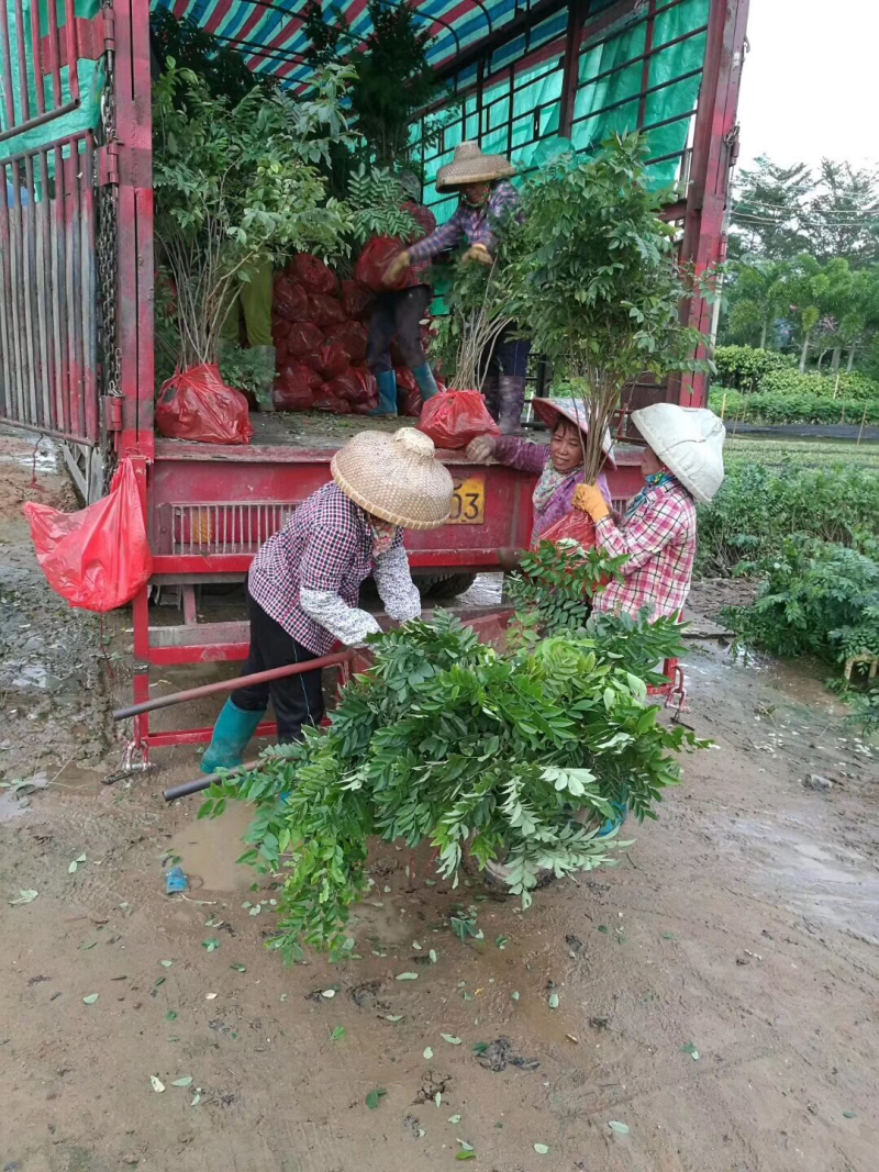 正宗海南黄花梨苗