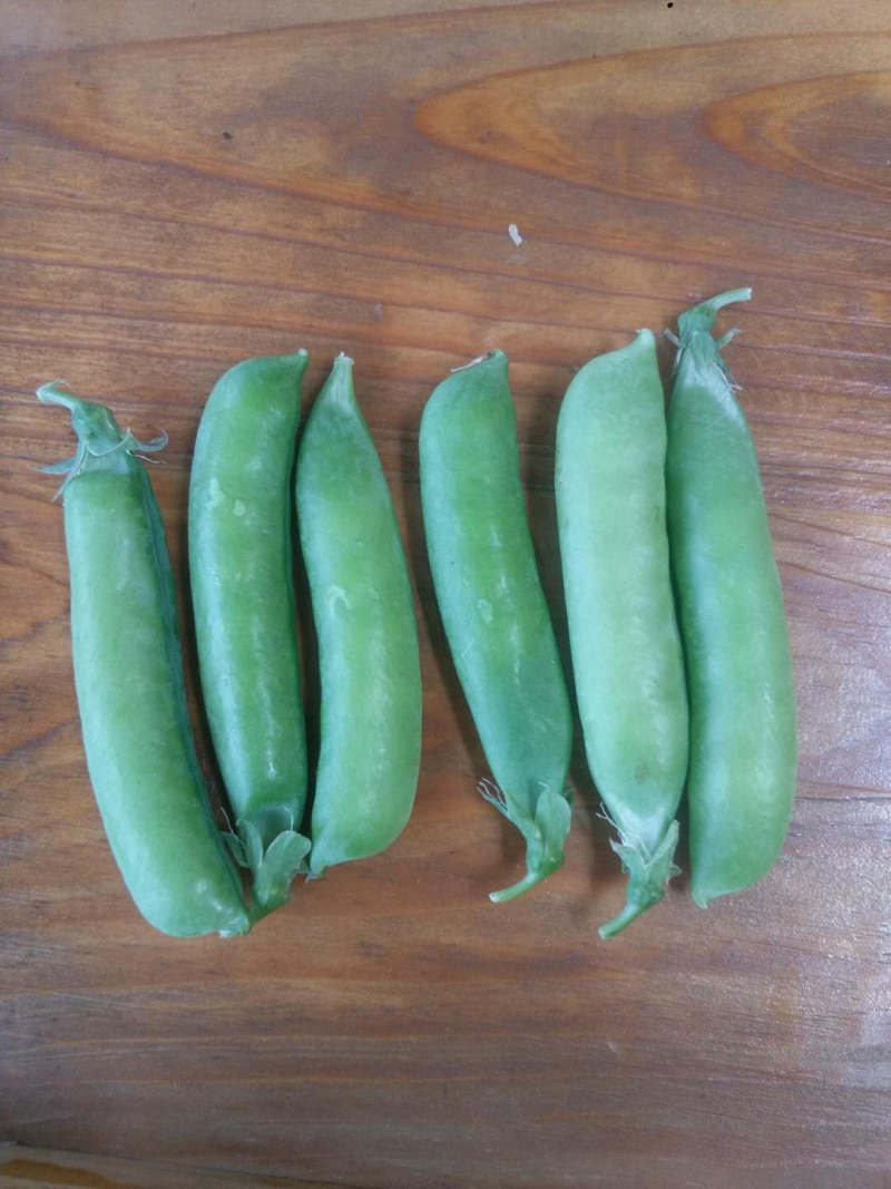 碗豆