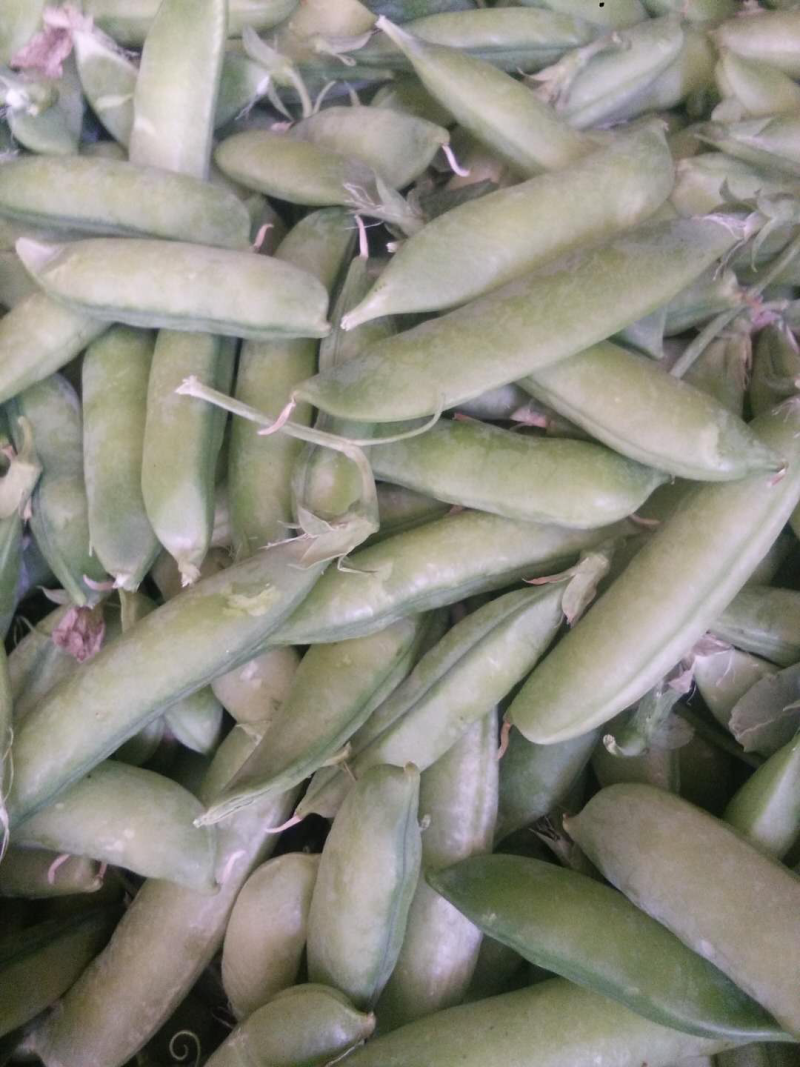 碗豆