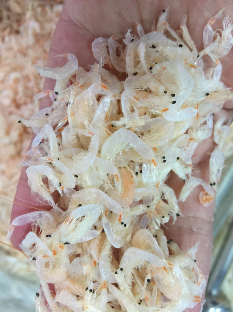 霞浦虾皮，一级虾米，淡干熟虾皮，孕妇宝宝辅食