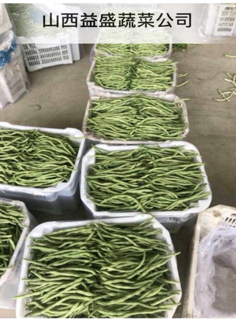 豆角大量上市需要联系