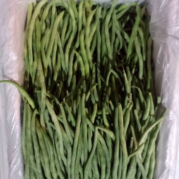 豆角大量上市需要联系