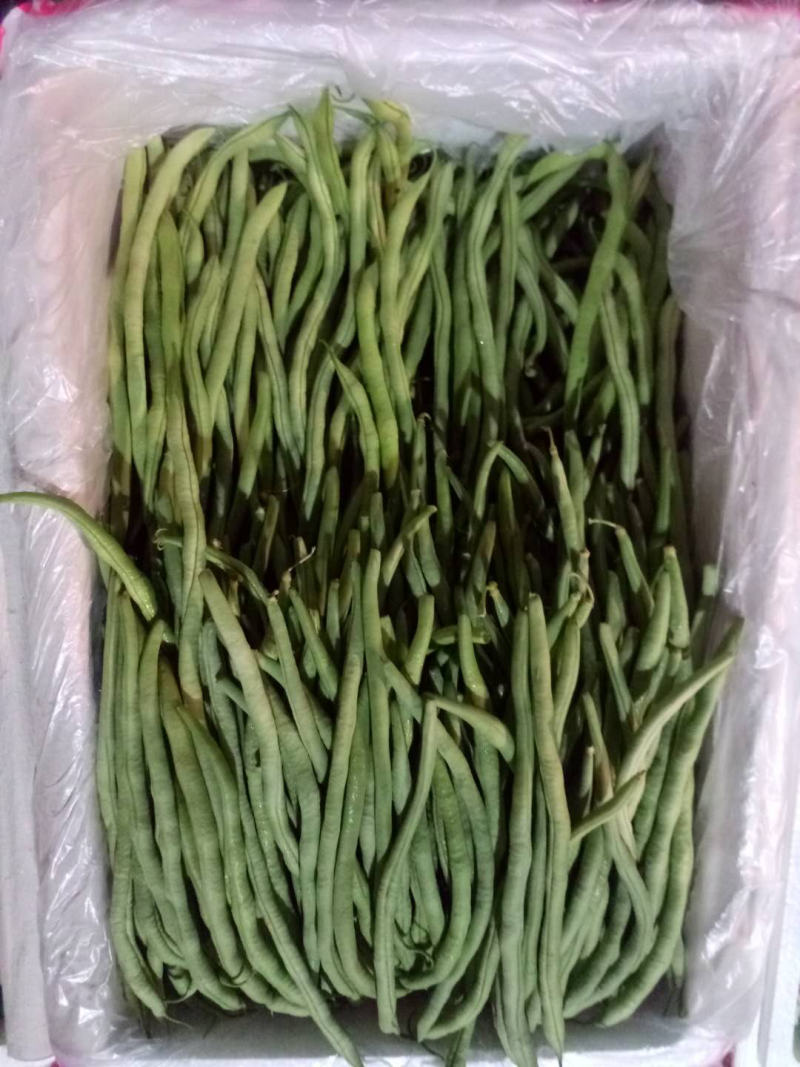 豆角大量上市需要联系