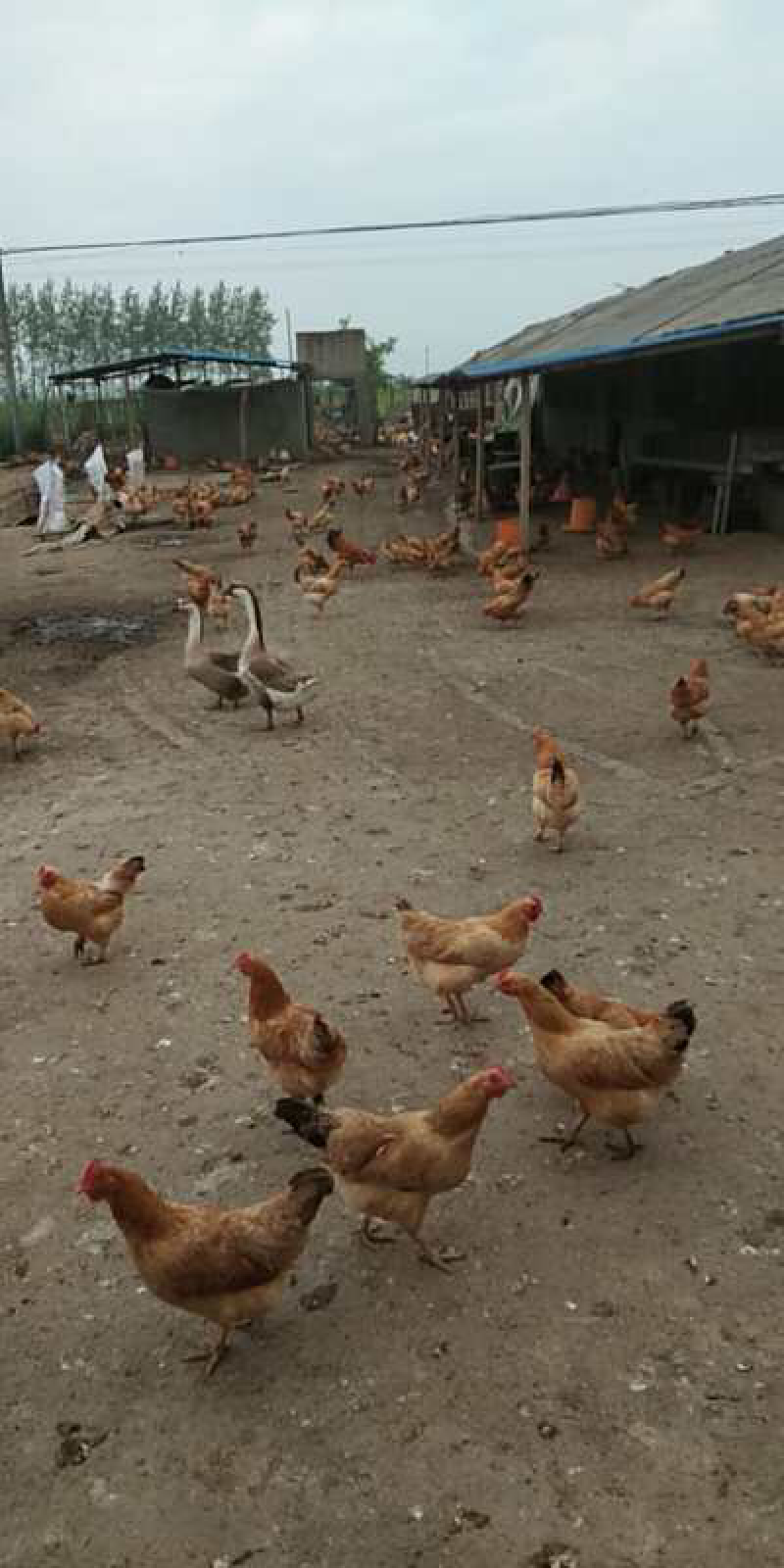 禽畜牧蛋肉农村散养土鸡一年半以上黄脚老母鸡