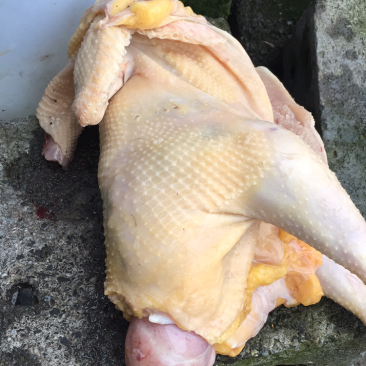 禽畜牧蛋肉农村散养土鸡一年半以上黄脚老母鸡