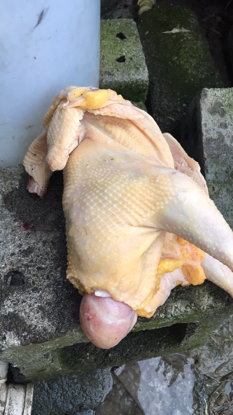 禽畜牧蛋肉农村散养土鸡一年半以上黄脚老母鸡