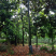光杆广玉兰10-20公分地苗走数量价格优惠品种齐全