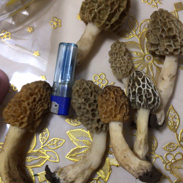 野生羊肚菌
