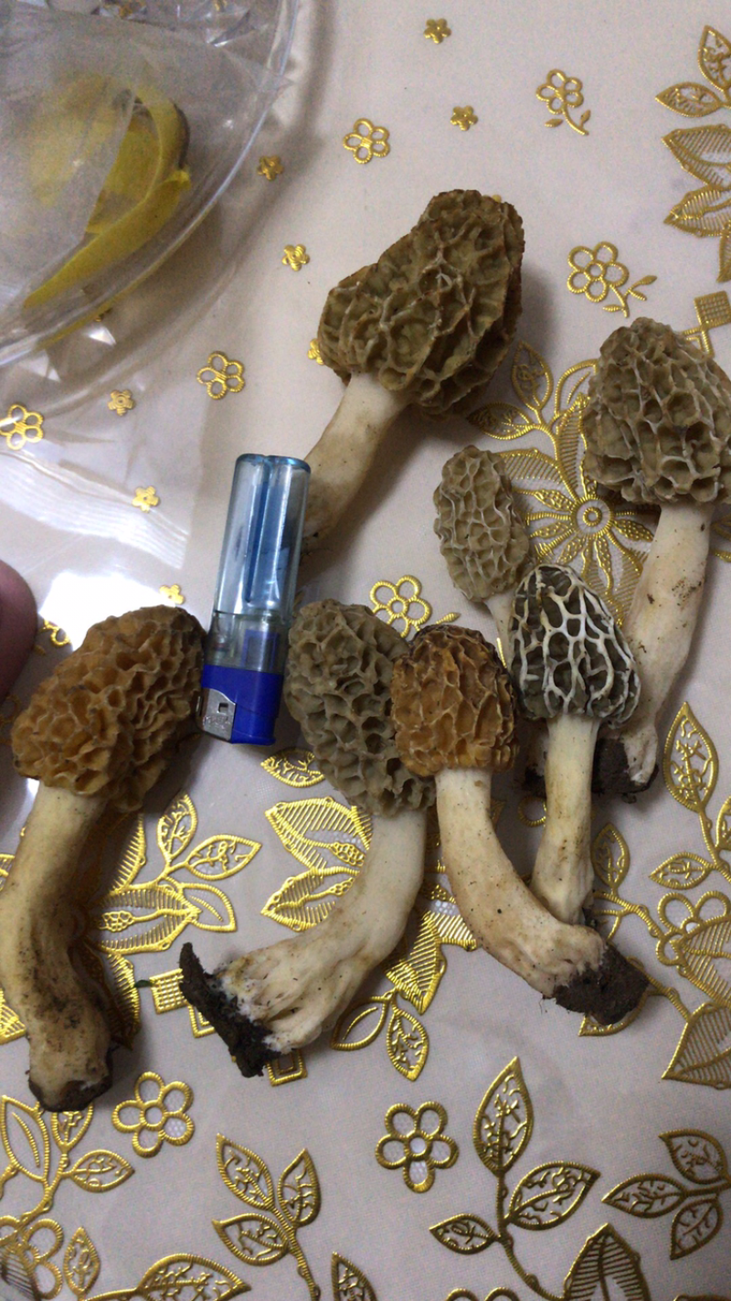 野生羊肚菌