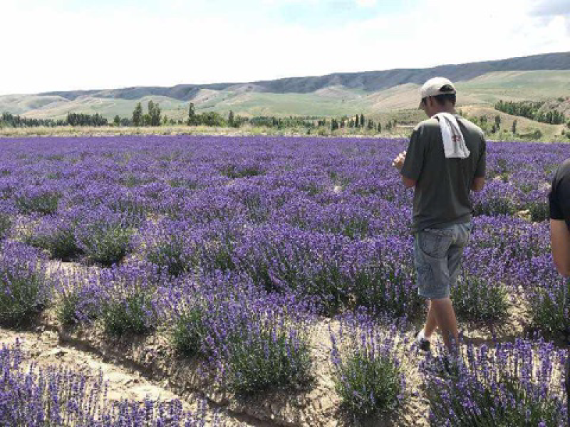 薰衣草种子四季易种薰衣草种籽新种子出芽率高