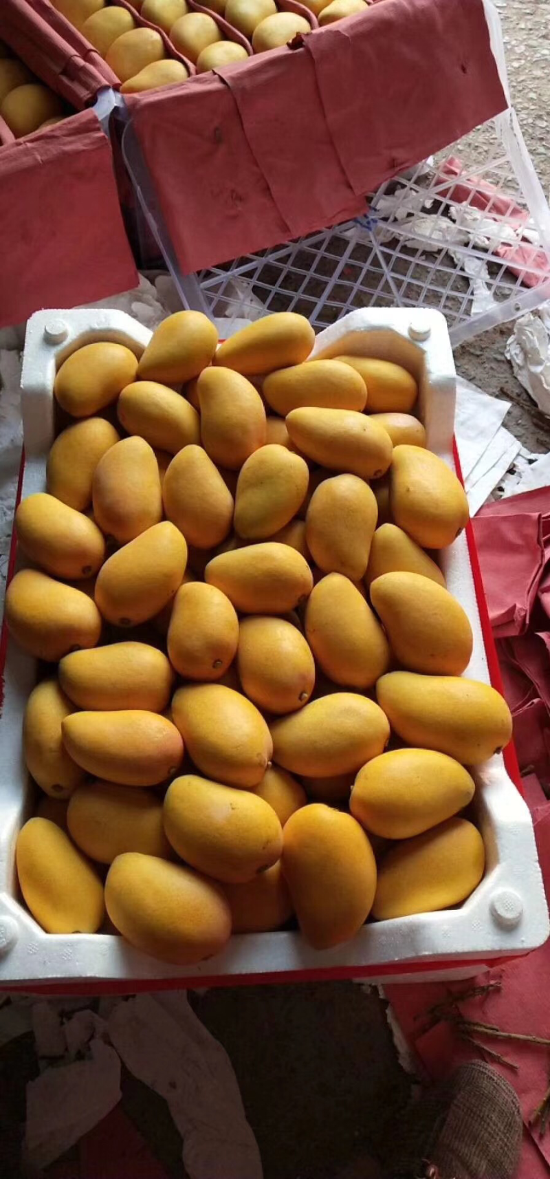 小台芒