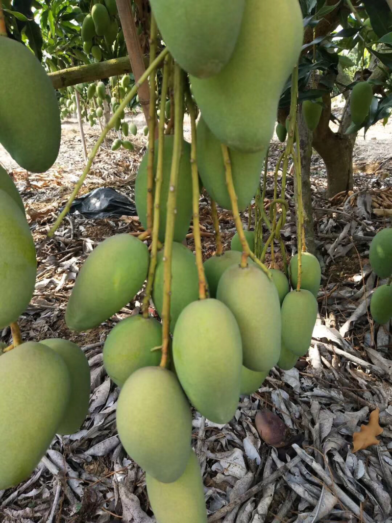 小台芒