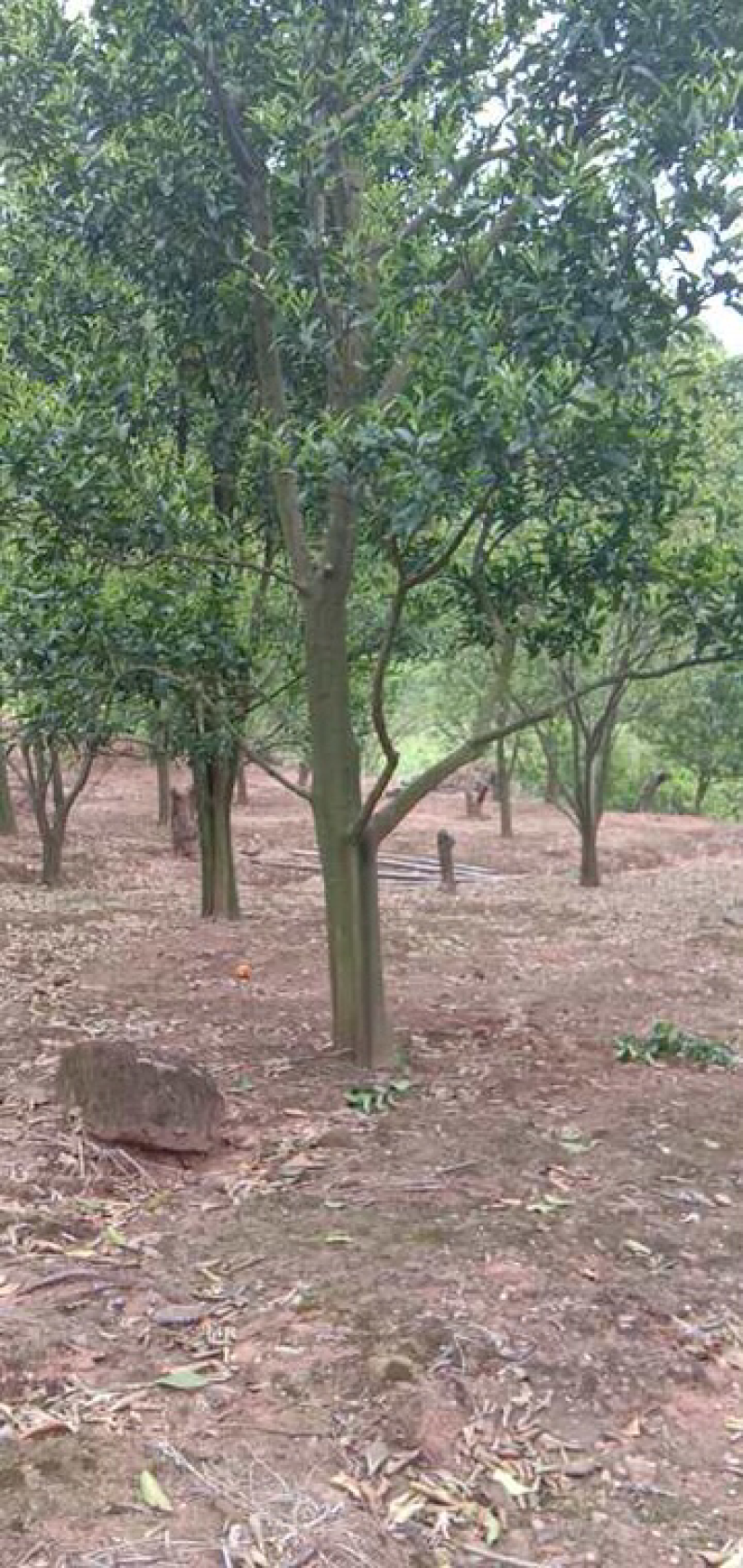 红橘树红橘造型庄头15-25cm