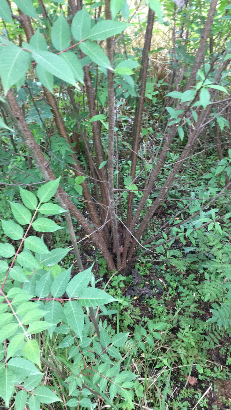 四川省简阳丛生青叶碧桃树，丛生山桃树，丛生毛桃树4-15