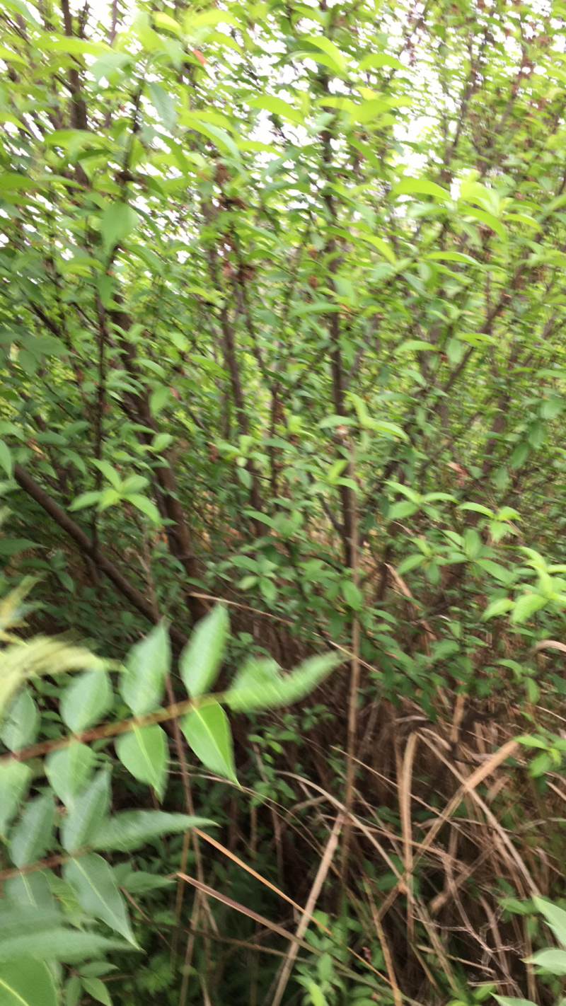 四川省简阳丛生青叶碧桃树，丛生山桃树，丛生毛桃树4-15