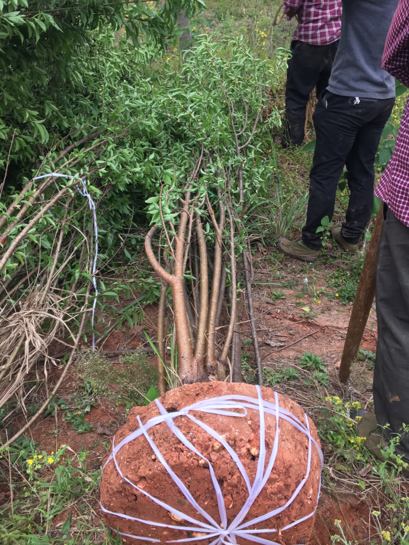 四川省简阳丛生青叶碧桃树，丛生山桃树，丛生毛桃树4-15