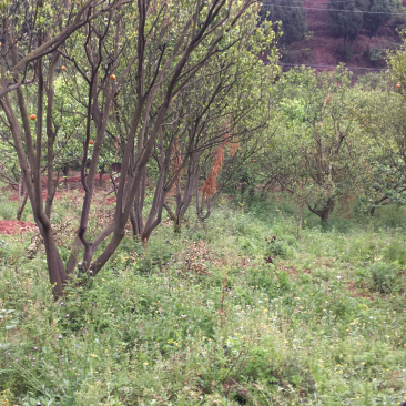 四川椪柑树，剂橙树8-20cm