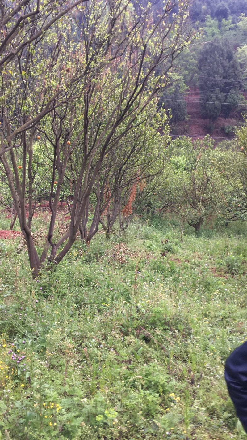 四川椪柑树，剂橙树8-20cm