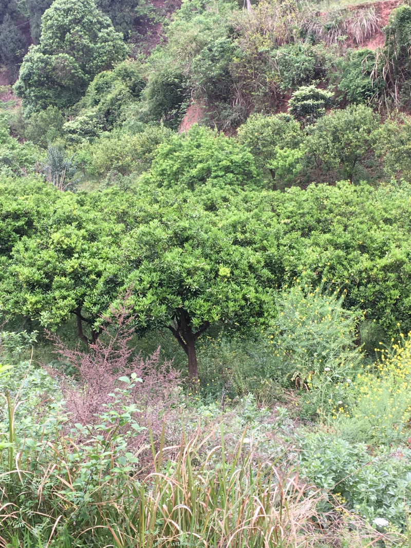 四川椪柑树，剂橙树8-20cm