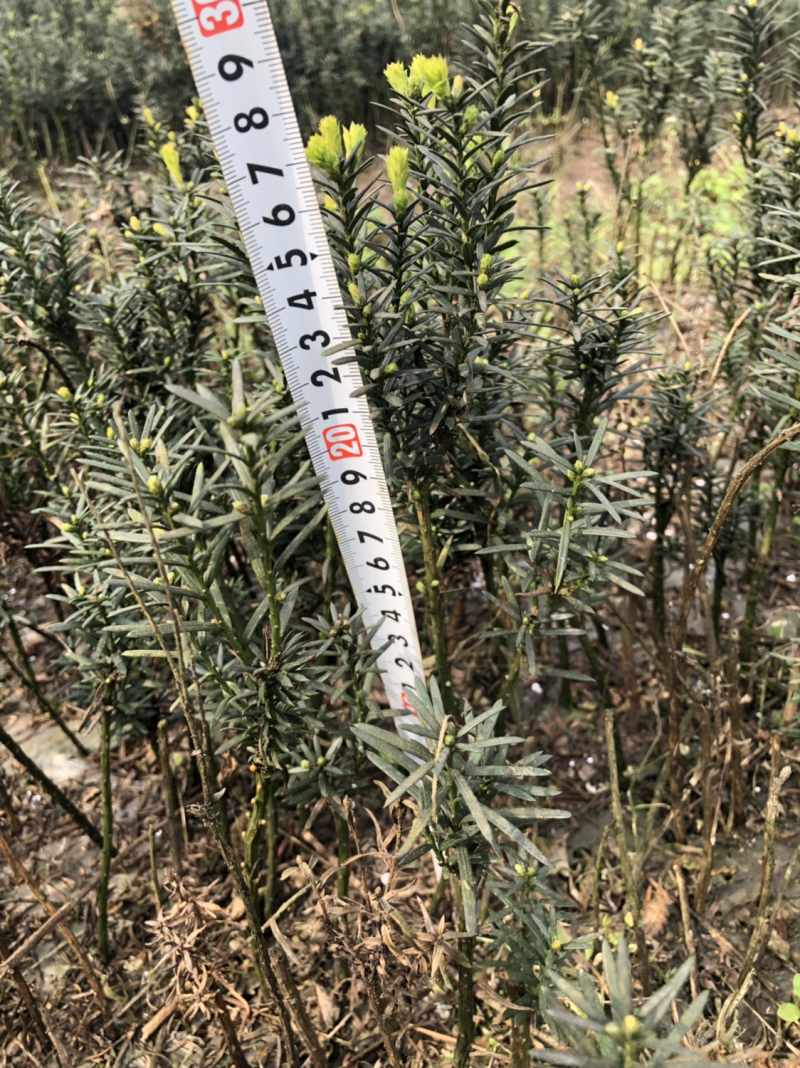 曼迪亚红豆杉，防癌治癌好帮手，室内室外均可栽培，量大二到