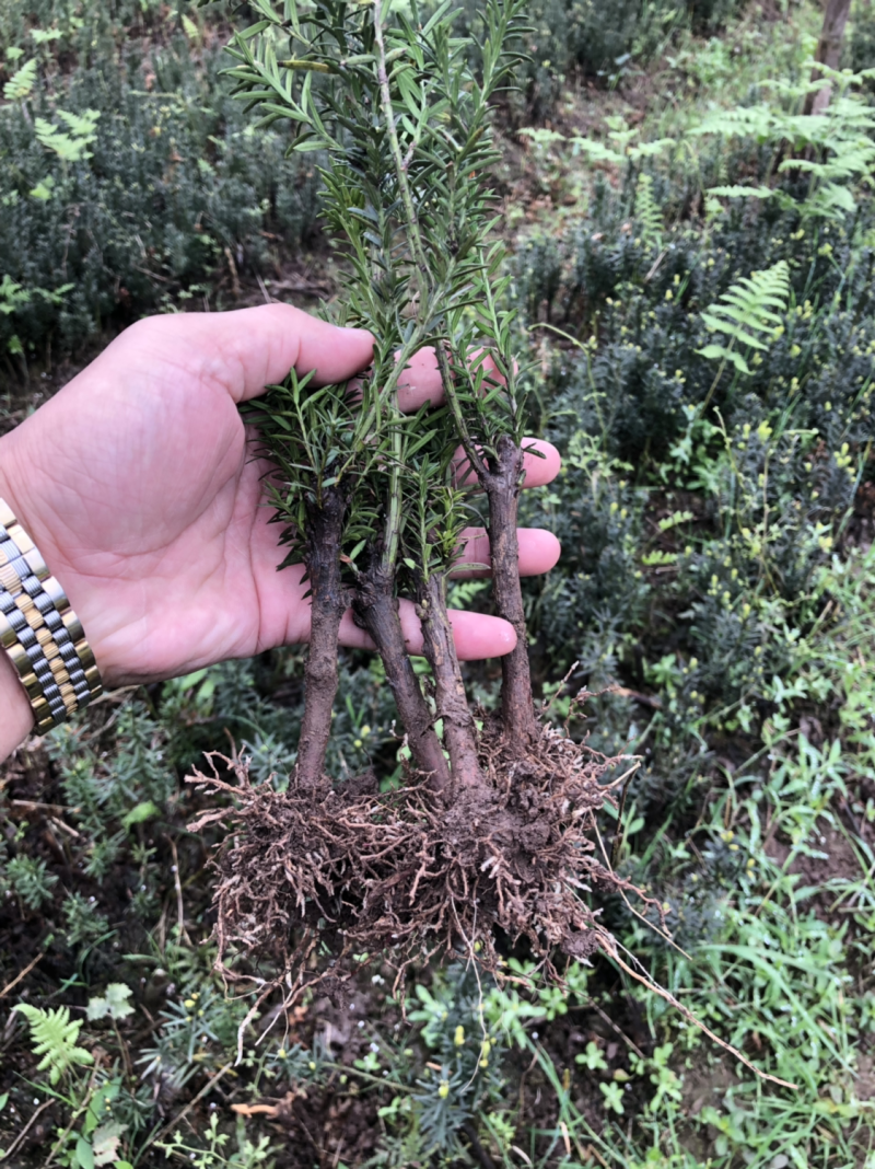曼迪亚红豆杉，防癌治癌好帮手，室内室外均可栽培，量大二到
