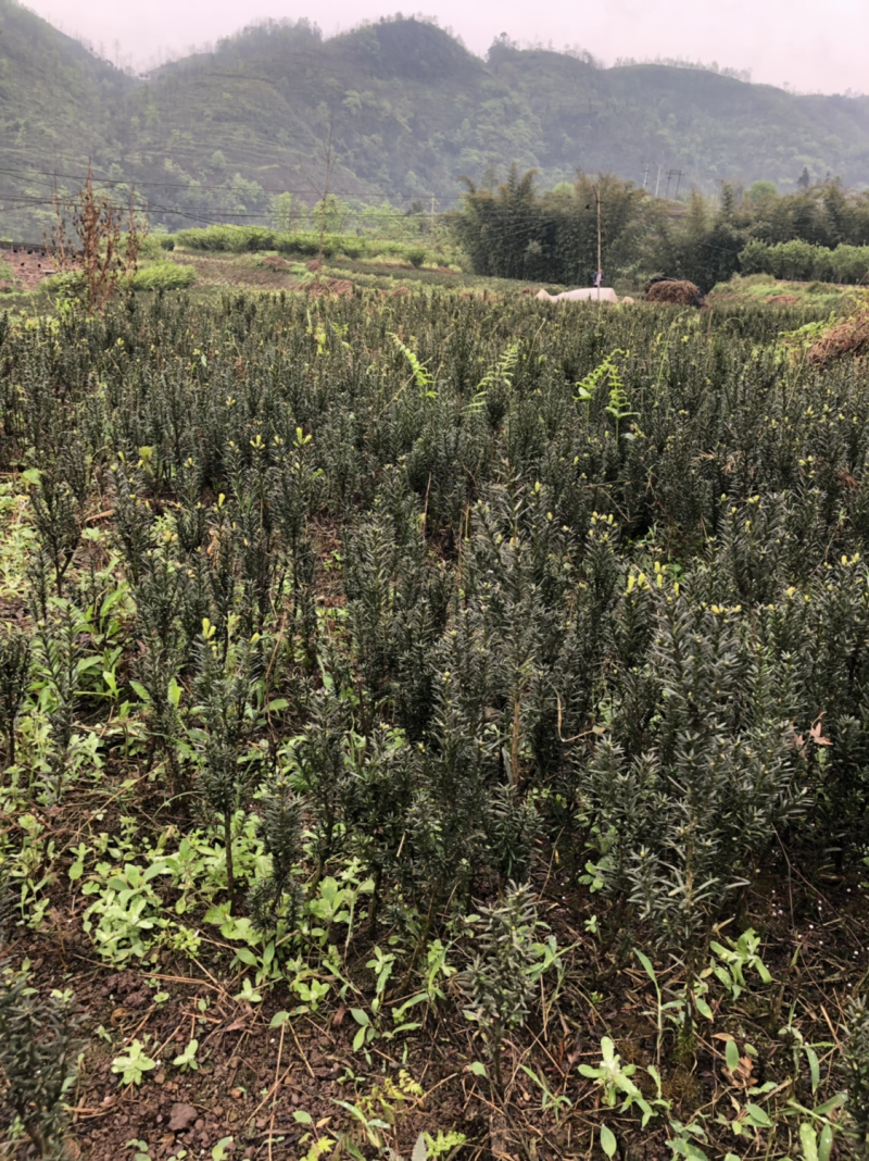 曼迪亚红豆杉，防癌治癌好帮手，室内室外均可栽培，量大二到
