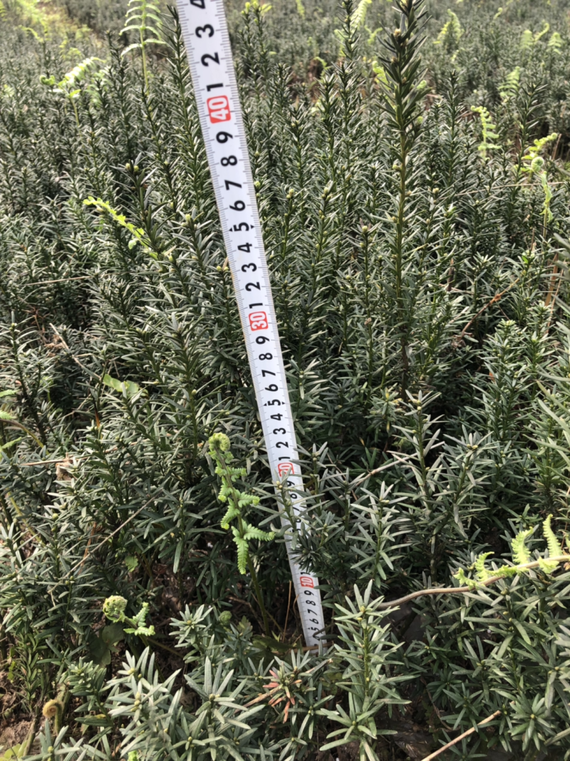 曼迪亚红豆杉，防癌治癌好帮手，室内室外均可栽培，量大二到