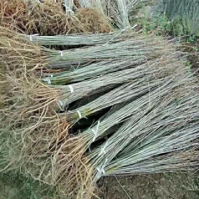 紫穗槐苗、刺槐及杯苗基地直发，规格齐全，包种包活，一站式