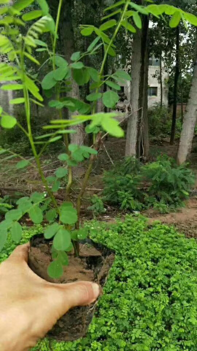 紫穗槐苗、刺槐及杯苗基地直发，规格齐全，包种包活，一站式